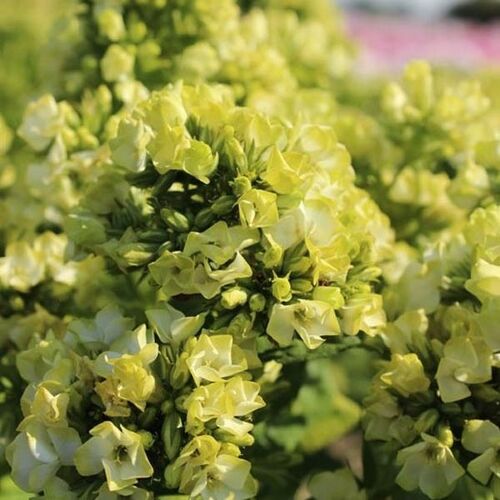 Флокс метельчатый Бабье Лето/Phlox paniculata Babje Leto Р1,5