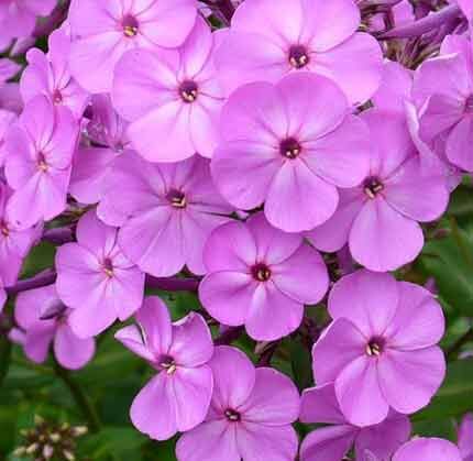 Флокс метельчатый Кул Бест/Phlox paniculata Cool Best Р1,5