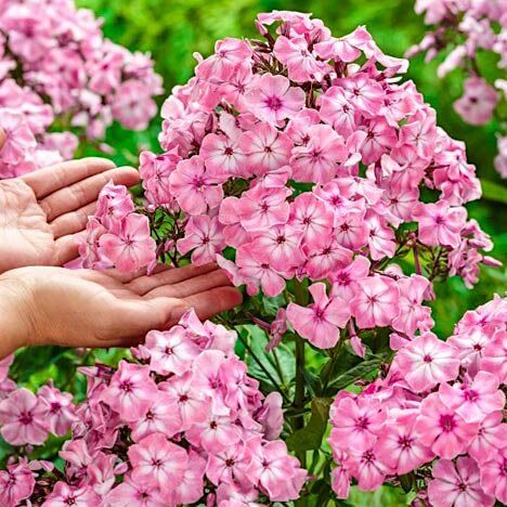 Флокс метельчатый Геркулес/Phlox paniculata Hercules Р1,5