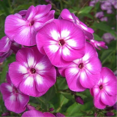 Флокс метельчатый Катя/Phlox paniculata Katja Р1,5