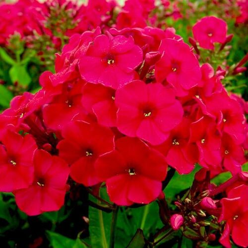 Флокс метельчатый Мисс Мари/Phlox paniculata Miss Mary Р1,5