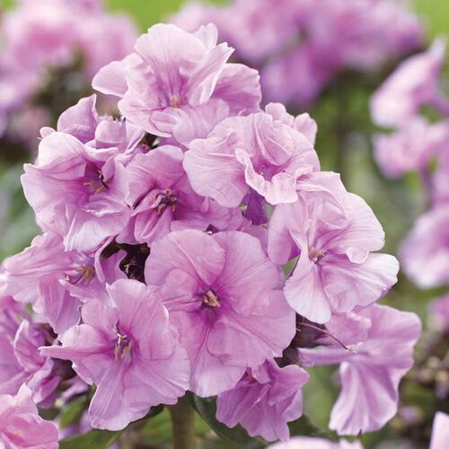Флокс метельчатый Зенобиа/Phlox paniculata Zenobia Р1,5
