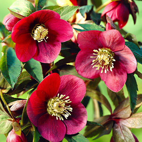 Морозник Рэд Леди/Helléborus Red Lady Р1,5