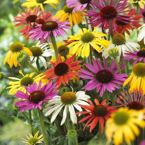 Эхинацея пурпурная Батерфляй Гибридс/Echinacea purpurea Butterfly Hybrids Р1,5