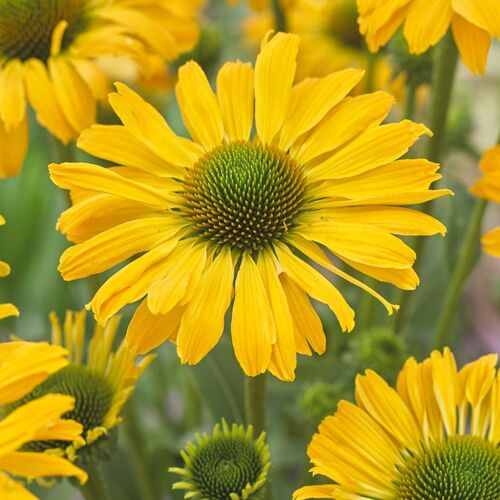 Эхинацея пурпурная Йеллоу Пашшн/Echinacea purpurea Yellow Passion Р1,5