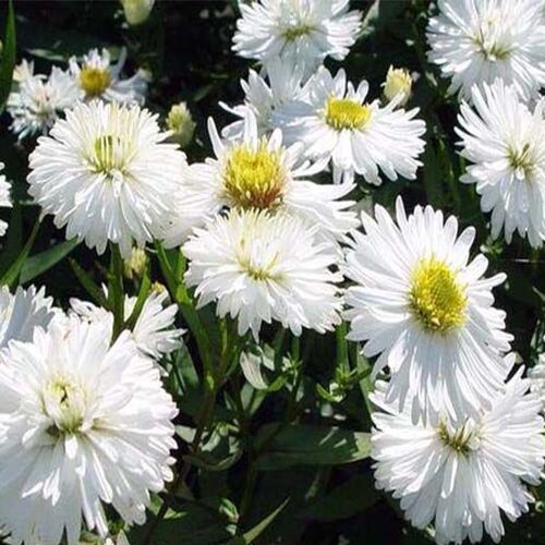 Астра кустарниковая Сноуспрайт/Aster dumosus Snowsprite Р1,5