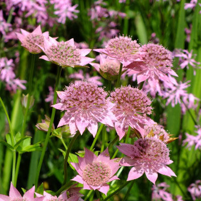 Астранция крупная Розеа/Astrantia major Rosea Р1,5