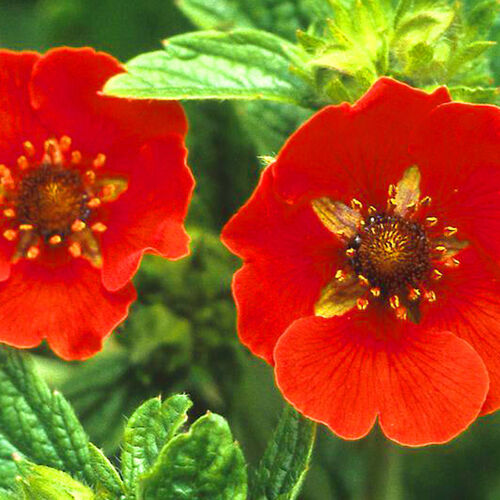 Лапчатка травянистая Гибсонс Скарлет/Potentilla Gibsons Scarlet Р1,5