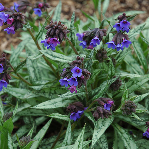 Медуница сахарная Кевененсис/Pulmonaria saccharata Cevenensis Р1,5