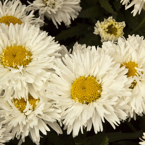 Нивяник наибольший Ласпайдер/Leucanthemum maximum Laspider Р1,5