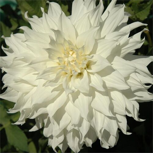 Георгина Сноубаунд/Dahlia Snowbound С3