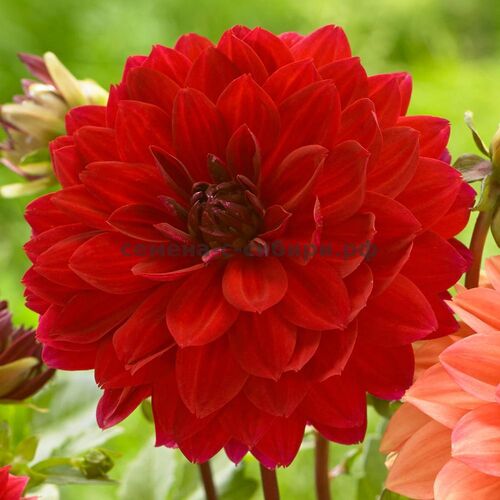 Георгина Менорка/Dahlia Menorca С3