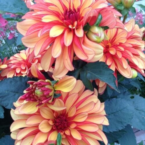 Георгина Гэллери Кобра/Dahlia Gallery Cobra С3