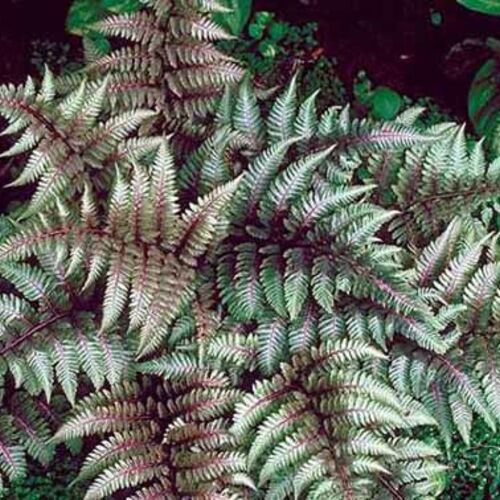 Кочедыжник (папоротник) ниппонский Урсулас Рэд/Athyrium nipponicum Ursulas Red Р1,5