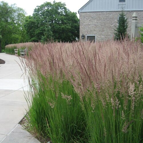 Вейник остроцветковый Карл Форстер/Calamagrostis acutiflora Karl Foerster Р1,5
