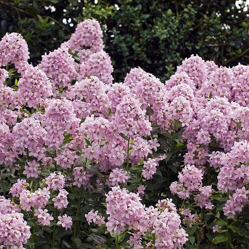 Колокольчик молочноцветковый Лоддон Анна/Campanula lactiflora Loddon Anna  Р2