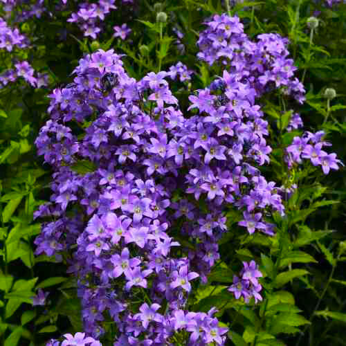 Колокольчик молочноцветковый Причардс Вэрайети/Campanula lactiflora Prichards Variety  Р2