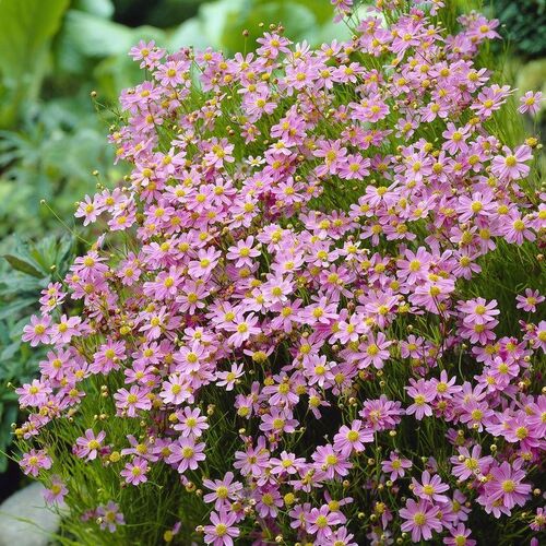 Кореопсис розовый Американ Дрим/Coreopsis rosea American Dream