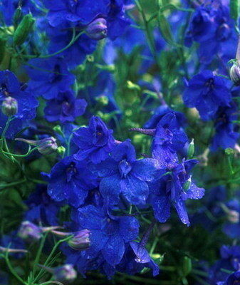 Дельфиниум крупноцветковый Голубой Океан/Delphinium grandiflora Blue Ocean С2