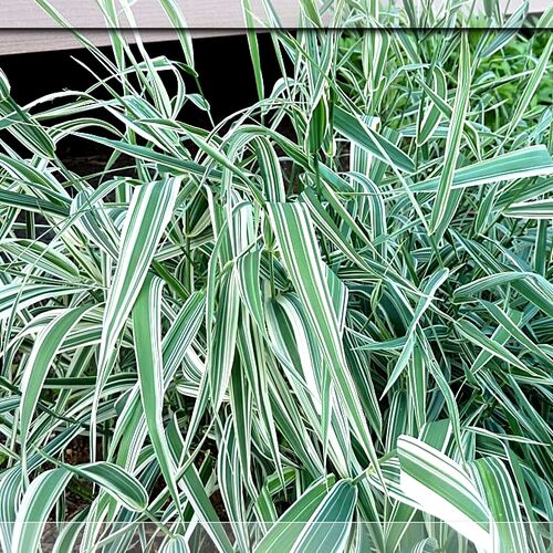 Фалярис тростниковый Пикта/Phalaris arundinacea Picta Р1,5