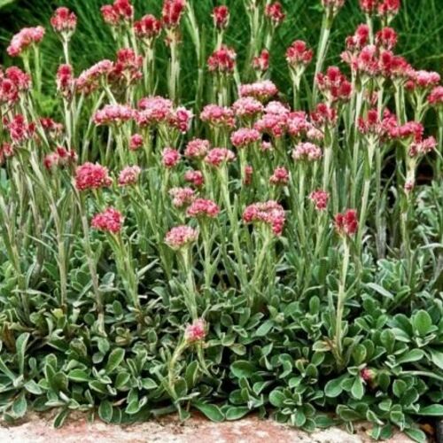 Антеннария двудомная Рубра/Antennaria dioica Rubra Р1,5