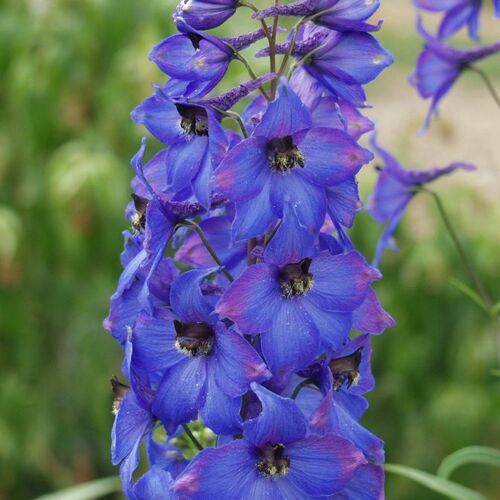 Дельфиниум культурный Белламозум/Delphinium Bellamosum Р2