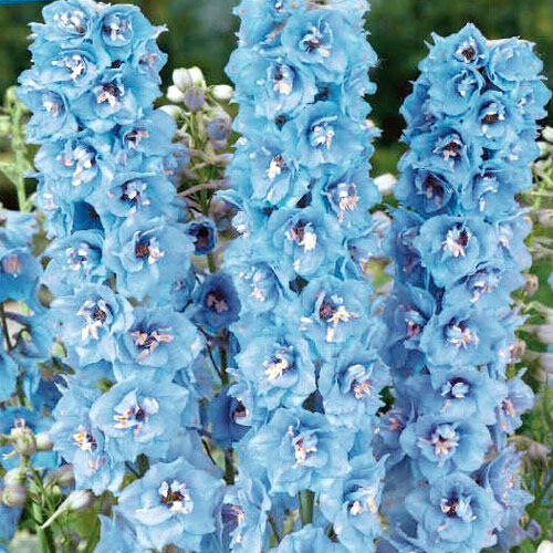Дельфиниум Кливеден Бьюти/Delphinium Cliveden Beauty Р1,5