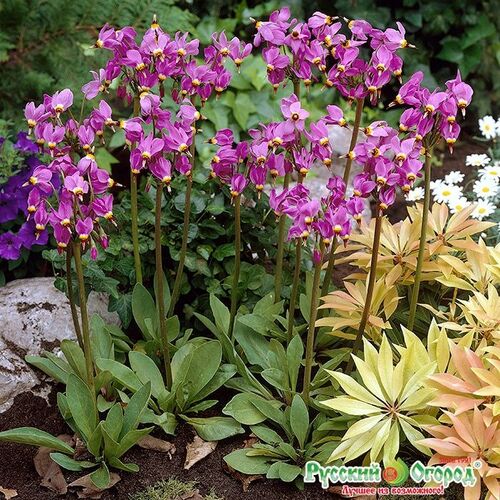 Дряквенник (додекатеон)  обыкновеный/Dodecatheon meadia С2