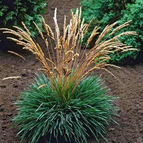 Келерия (тонконог) сизая/Koeleria glauca Р 1.5