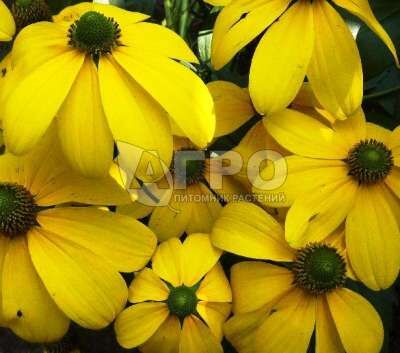 Рудбекия глянцевидная Хербстсонн/Rudbeckia nitida Herbstsonne P1.5