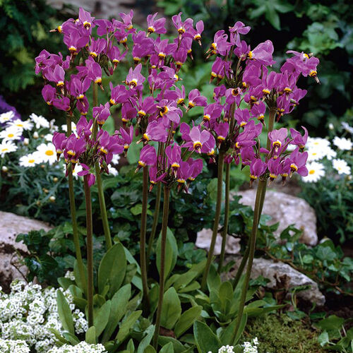 Дряквенник (додекатеон) Рэд Вингз/Dodecatheon Red Wings Р1,5