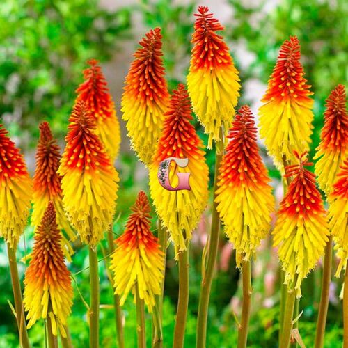 Книфофия гибридная Флеминг Торч/Kniphofia hybrida Flaming Torch Р1,5