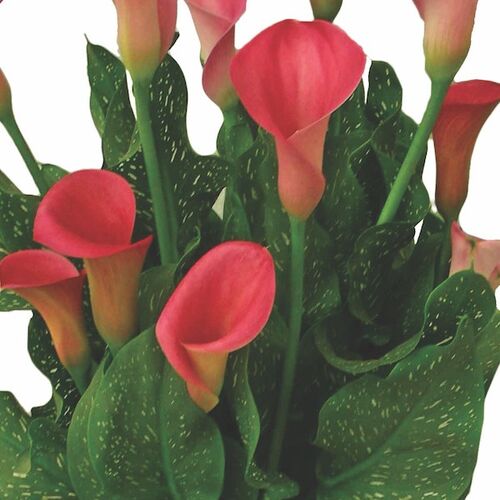 Калла Реманни Пепперминт Твист/Calla rehmannii Peppermint Twist Р2