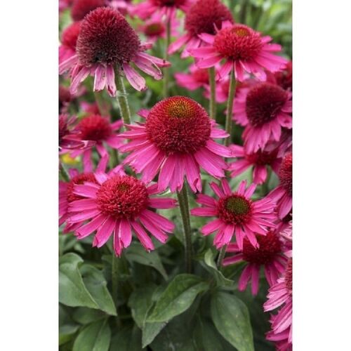 Эхинацея пурпурная Делишес Кенди/Echinacea purpurea Dellcious Candy Р1,5