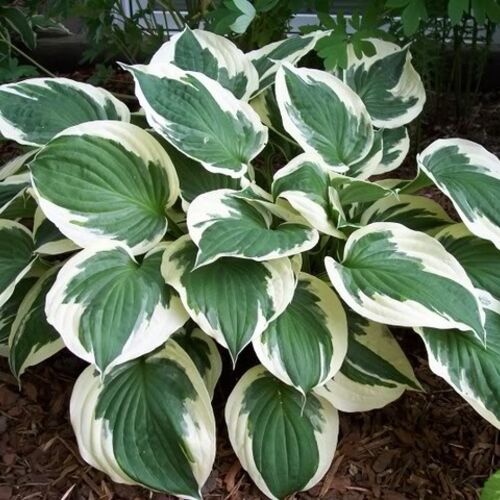 Хоста гибридная Минут Мэн/Hosta hybrid Minute Man Р1,5