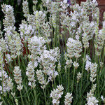Лаванда узколистная Эрли Вайт Сцент/Lavandula angustifolia White Scent Р1,5