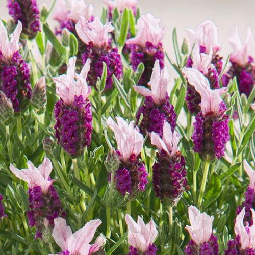 Лаванда широколистная Бандера Пинк/Lavandula Bandera Pink Р1,5
