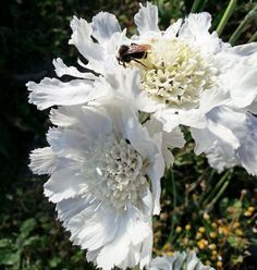 Скабиоза кавказская Фама Вайт/Scabiosa caucasica Fama White Р1,5