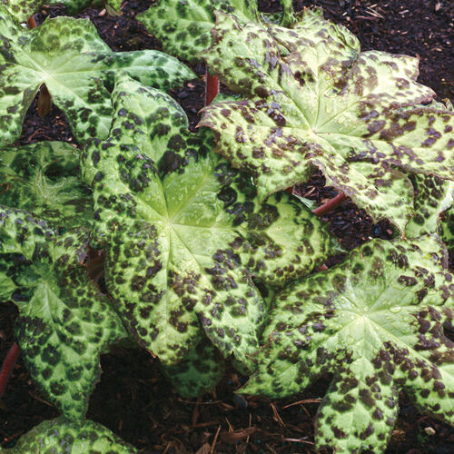 Подофиллум Спотти Дотти/Podophyllum Spotty Dotty Р1,5