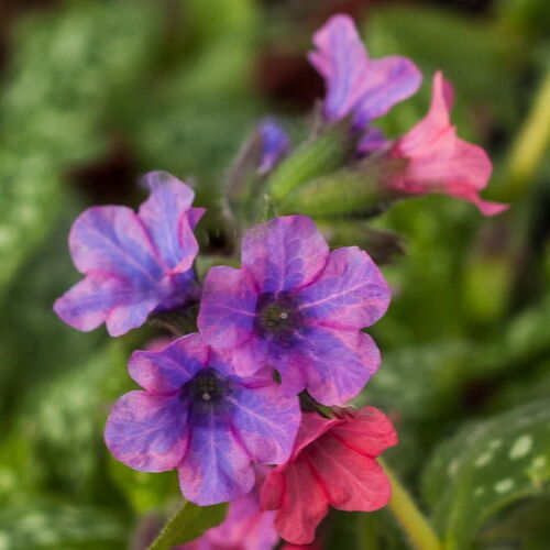 Медуница сахарная Пинк Хейз/Pulmonaria saccharata Pink Haze Р1,5