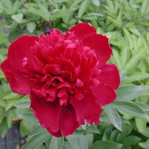 Пион молочноцветковый Инспектор Лаверне/Paeonia lactifloraInspecleur Laverge С3