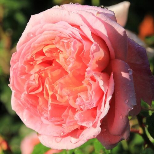 Роза шраб Абрахам Дерби/Abraham Darby C6