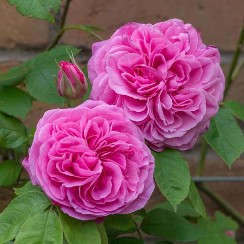 Роза шраб Гертруда Джекилл/Gertrude Jekyll (Austin) C6