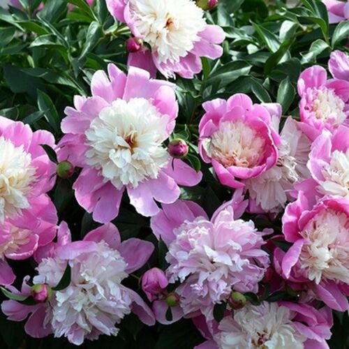 Пион молочноцветковый Мадам Эмиль Дебатен/Paeonia lactiflora Madame Emile Debat С3