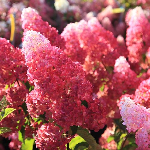 Гортензия метельчатая Фрейзи Мелба/Hydrangea paniculata Fraise Melba 40-60 С5