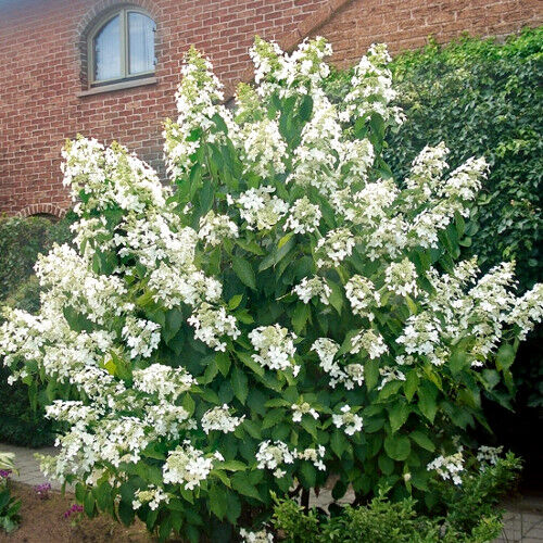 Гортензия метельчатая Левана/Hydrangea paniculata Levana 40-60 C7.5 СП