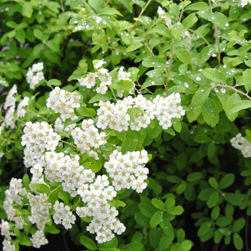 Спирея ниппонская Гилверз Майлс/Spiraea nipponica Gilvers Miles 30-40 С3