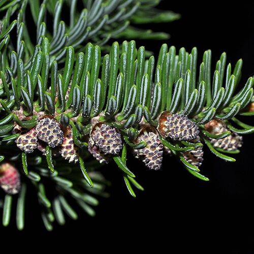 Пихта бальзамическая/Abies balsamea 100-150 В/С50