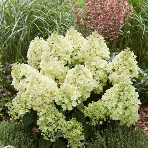 Гортензия метельчатая Би Хэппи/Hydrangea paniculata Bее Happy 40-60 С7,5