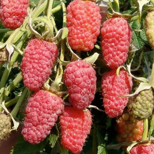 Малина Красная гвардия С3